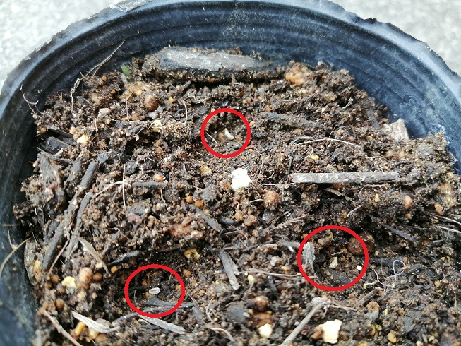 1つのポットに3粒