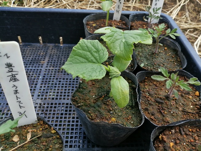 きゅうりの植え付け