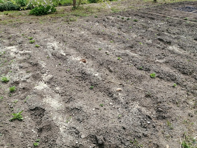 じゃがいもの畑