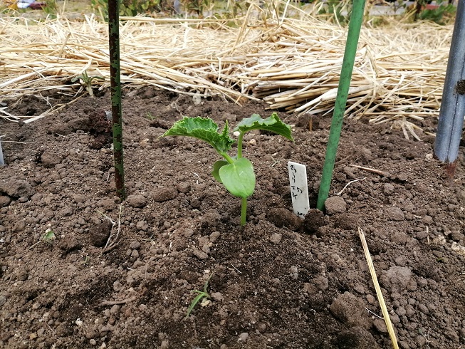 まだまだ小さい