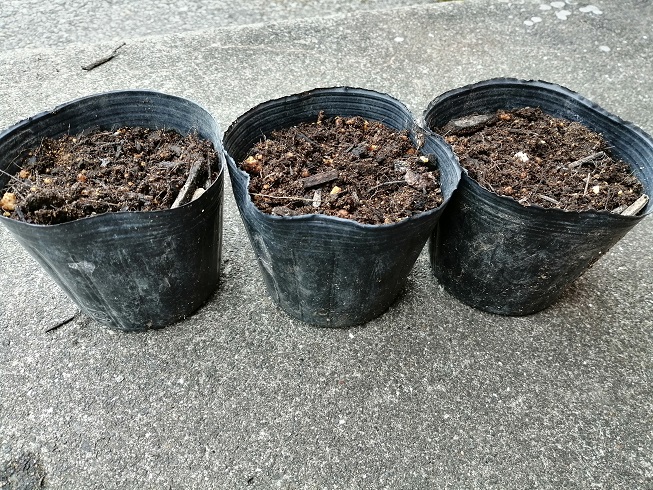 パセリ用ポット