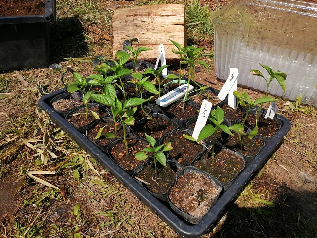 唐辛子系は順調