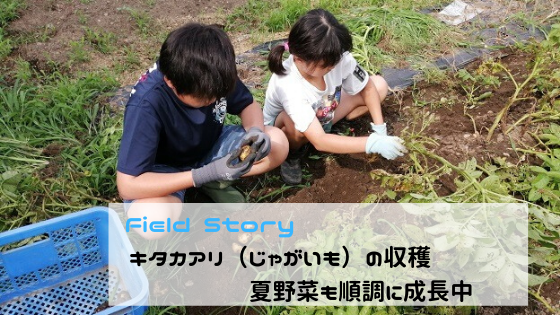 Field Story キタアカリ じゃがいも の収穫 家庭菜園やキャンプ Diyを楽しむサイト
