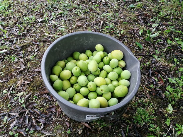 あっという間に10l収穫