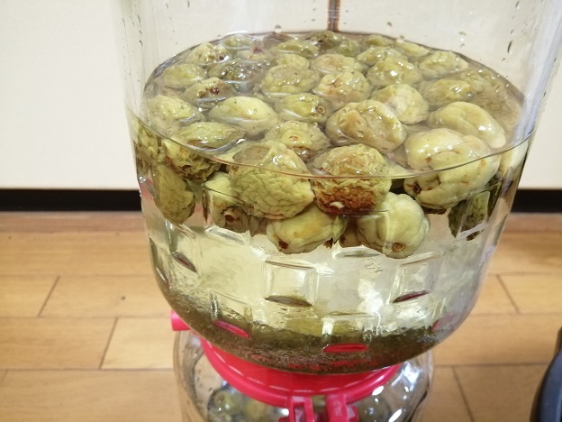 前回収穫した梅は漬け終わり
