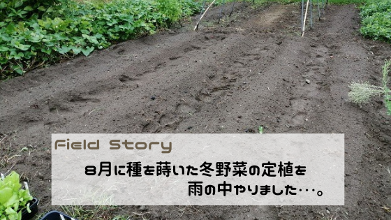 Field Story　8月に蒔いた冬野菜の定植を雨の中やりました