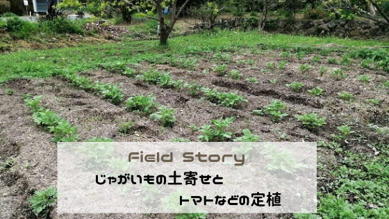 Field Story　じゃがいもの土寄せとトマトなどの定植
