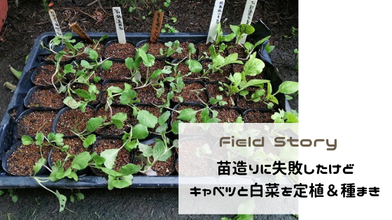 Field Story　苗造りに失敗したけどキャベツと白菜を定植＆種まき