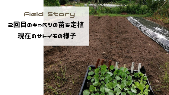 Field Story　2回目のキャベツの苗を定植、現在のサトイモの様子