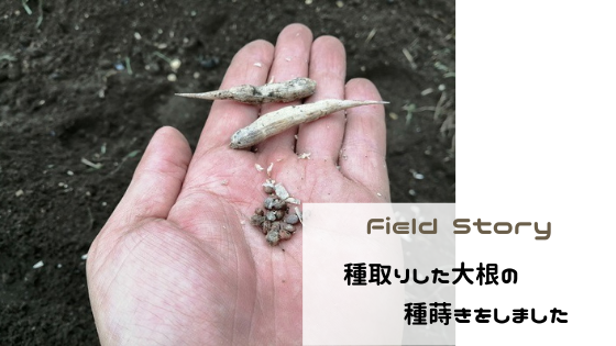 Field Story　種取りした大根の種蒔きをしました