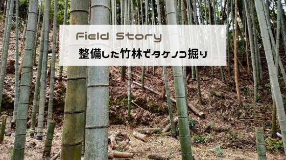 Field Story　整備した竹林でタケノコ掘りをしました