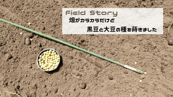 Field Story　畑がカラカラだけど黒豆と大豆の種を蒔きました