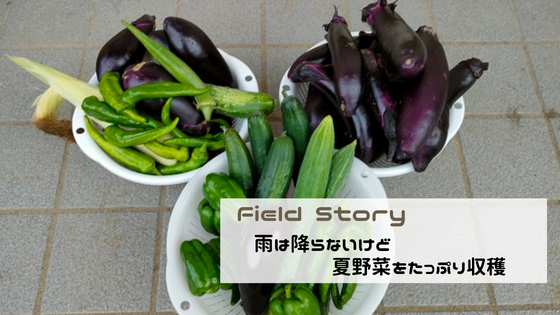 Field Story　雨は降らないけど夏野菜をたっぷり収穫しました