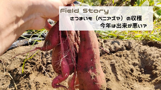 Field Story　サツマイモの収穫。今年は出来が悪い？