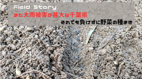 また、大雨被害が甚大な千葉県。それでも負けずに野菜の種まき