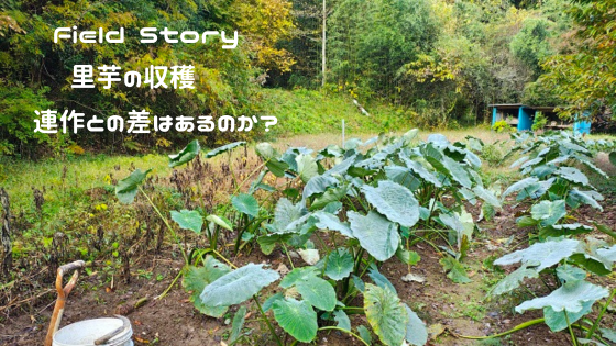 Field Story　里芋の収穫　連作との差はあるのか？