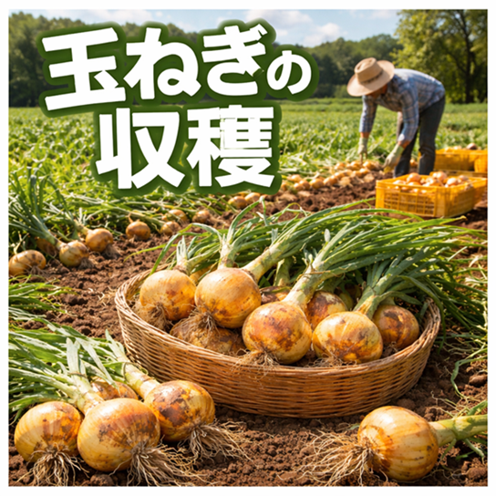 Field Story　数年ぶりにまともな量の玉ねぎを収穫できた